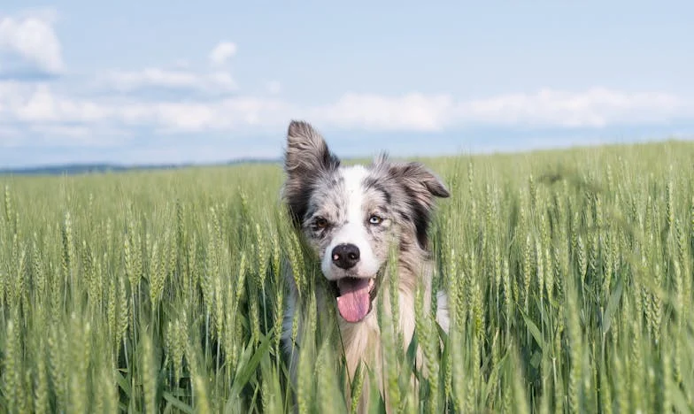 Třetí dítě, třetí rána: Když láska nestačí zachránit rodinu