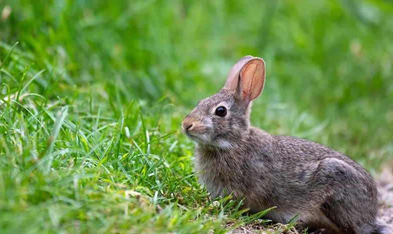 Między kotem a człowiekiem – opowieść o zazdrości i samotności w małżeństwie