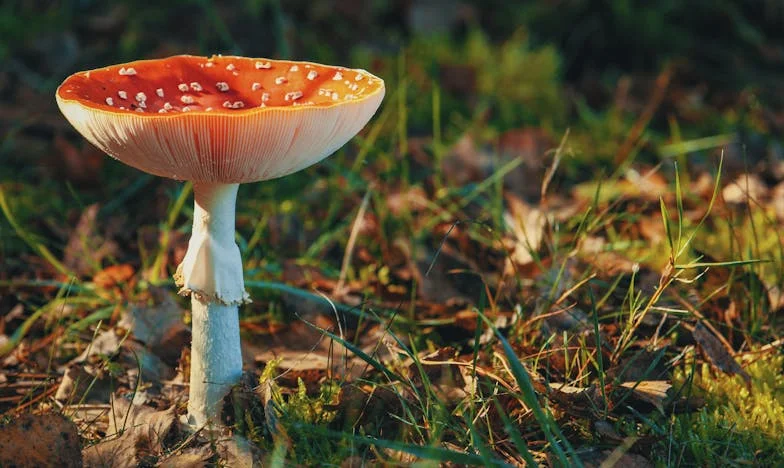 Pomyłka, która wszystko odmieniła: Historia jednej nocy, która rozdarła moją rodzinę