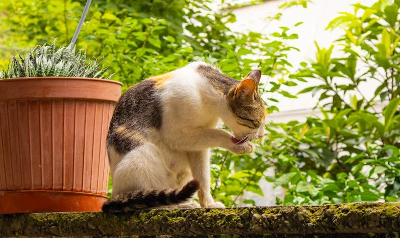 Umbra Trecutului: Povestea unei mame între iertare și adevăr