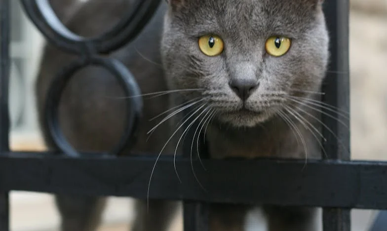 Când casa nu mai e acasă: Între nora și fiică