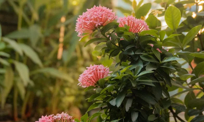 Când tata mi-a cerut chirie pentru camera mea: povara datoriilor nespuse