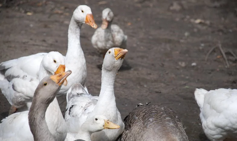 Dincolo de ușa închisă: Mărturia unei femei din București