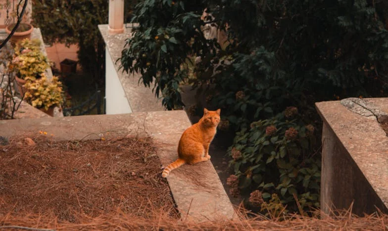 Între două focuri: Povestea unei familii încercate de prezența copleșitoare a surorii soțului