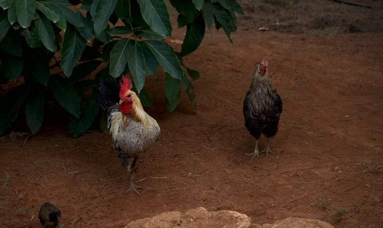 Între Dragoste și Limite: Lupta Mea cu Soacra în Timpul Sarcinii