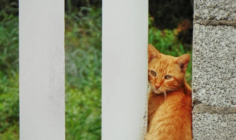 Moștenirea tăcerii: Povestea unei familii destrămate