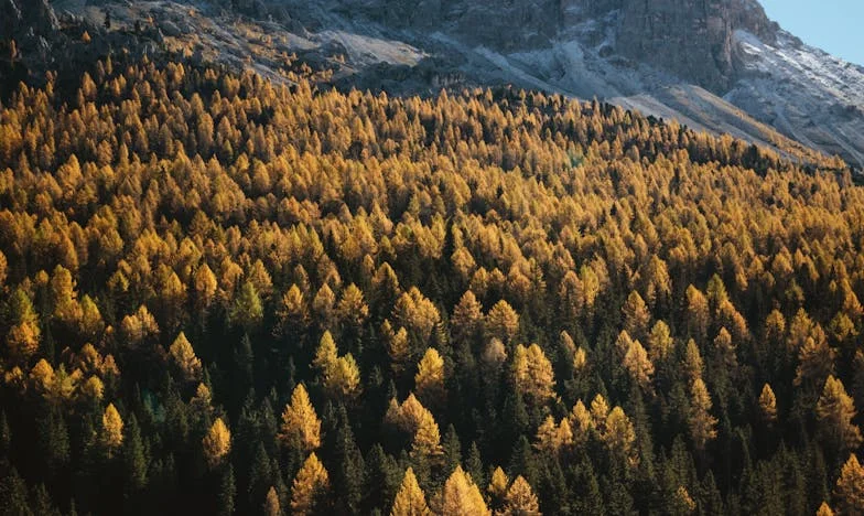 Nu te grăbi cu nunta, Ivona! – Fuga miresei din calea unei familii tiranice