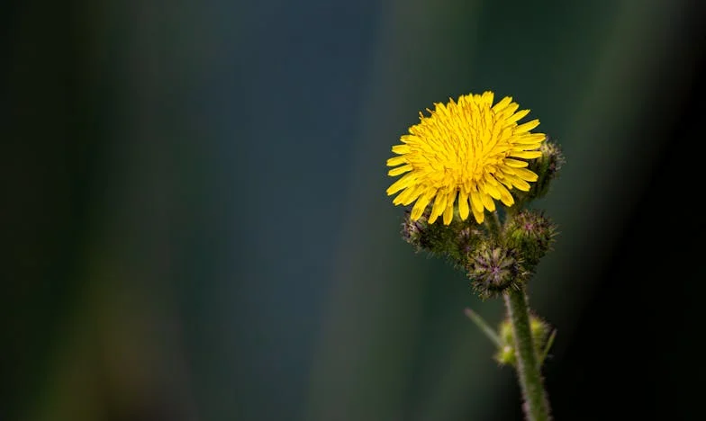 Ospitalitatea care vindecă: O zi la ceainăria din centrul Bucureștiului