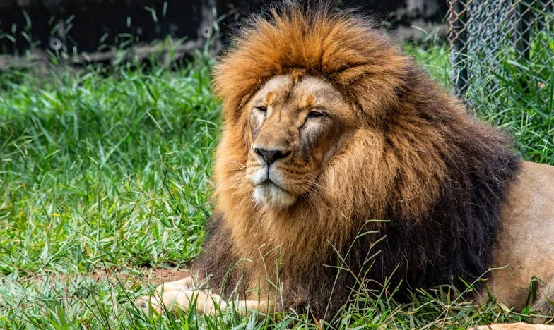 Sub pielea tăcerii: Povestea Anei și a umbrelor căsniciei