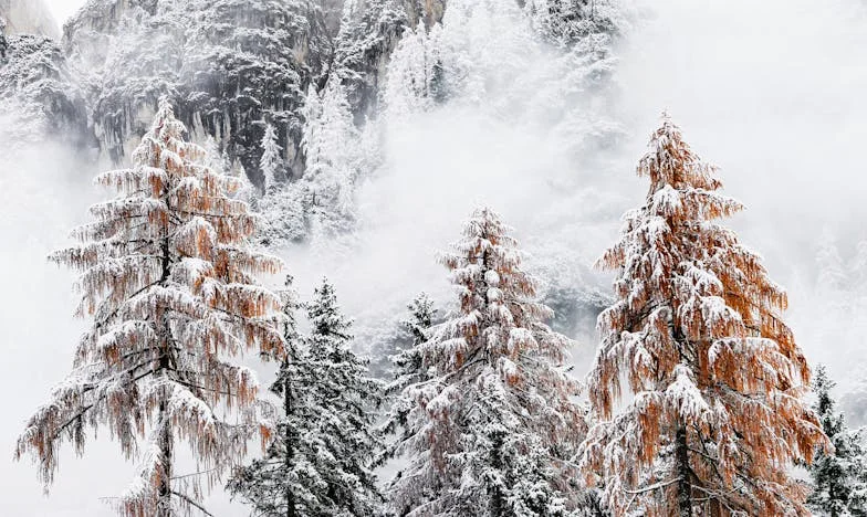 Când Lumea Mea S-a Schimbat: Povestea Nevăzută a lui Nicolae