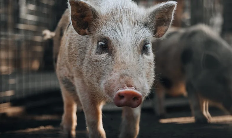Când soțul meu a uitat de noi pentru familia fratelui său