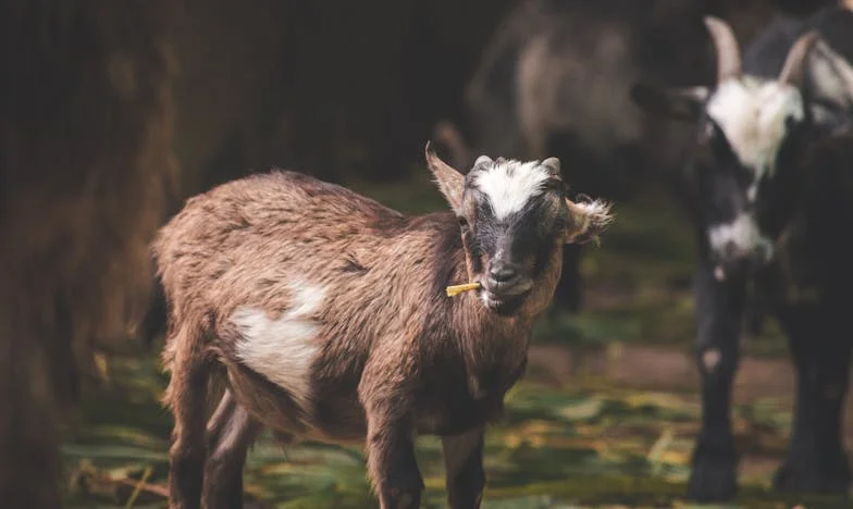 Când trecutul nu te lasă să mergi mai departe: Povestea mea de mamă între două lumi