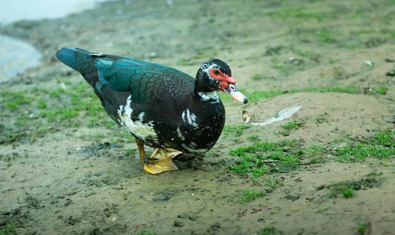 Două fețe ale adevărului: Când nașterea gemenilor mei a zguduit temeliile familiei