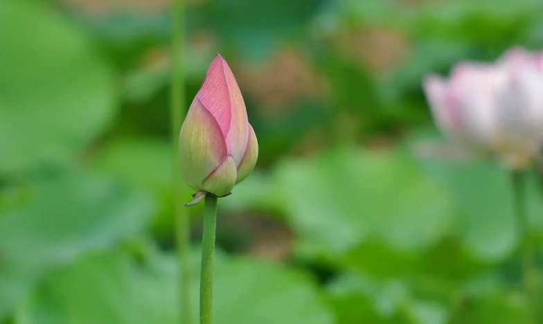 Fiica mea nu m-a vrut la nunta ei – povestea unei mame care a pierdut totul într-o singură zi