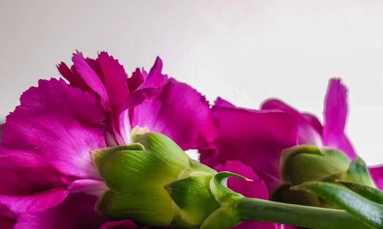 Granița Invizibilă: Când Dragostea de Familie Devine Povară