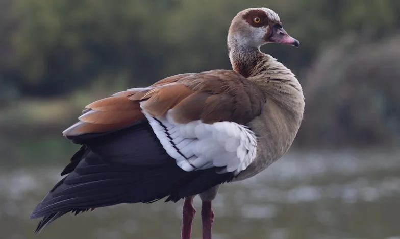 Între datorie și iubire: Cinci ani de tăcere