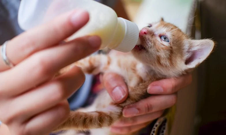 Lacătul de la frigider – Povestea unei iubiri încuiate