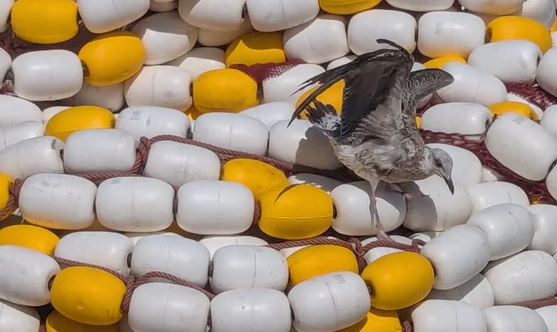 „Mama, nu vreau să pleci!” – Povestea unei bunici care luptă să nu fie uitată