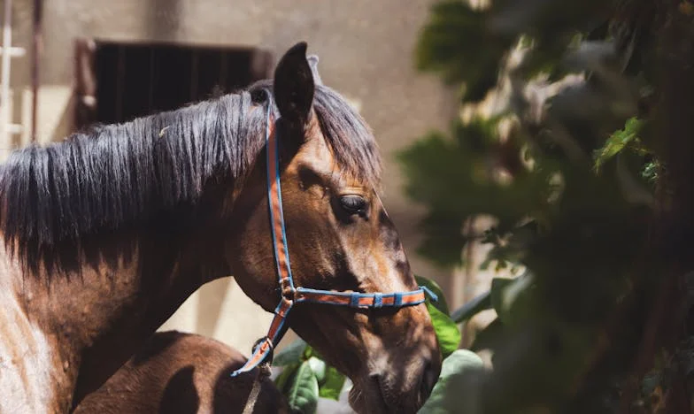 Nu grăbi nunta, Maria! – Fuga miresei din fața unei familii tiranice