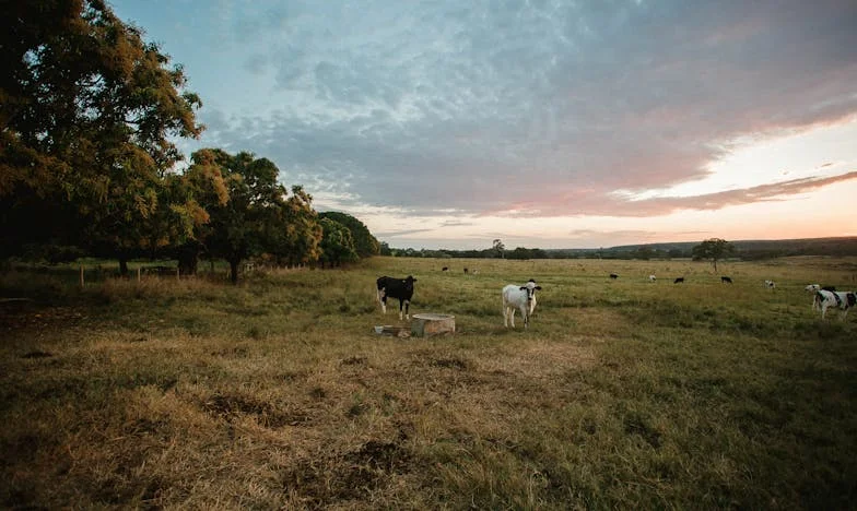 Când familia bate la ușă: O duminică la părinți