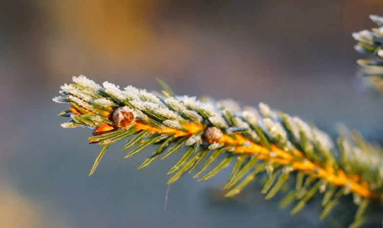 Fiica femeii de serviciu: Balul care mi-a schimbat viața