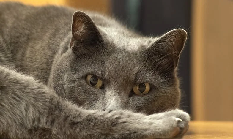 M-a părăsit înainte să nasc. După trei ani, s-a întors și mi-a cerut iertare... Pot ierta o asemenea trădare?