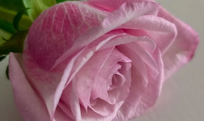 Nu am cumpărat această casă pentru ei – Când familia se mută pe neașteptate