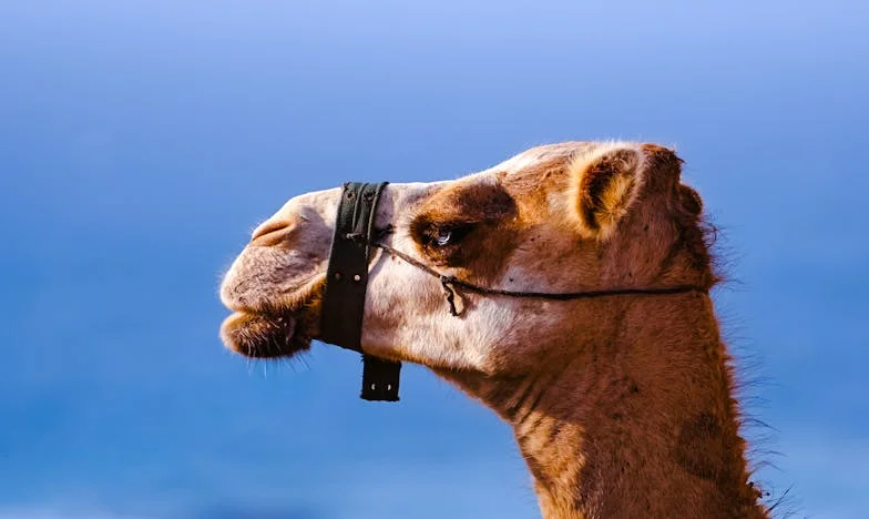 Secretul mamei – Prețul moștenirii de familie