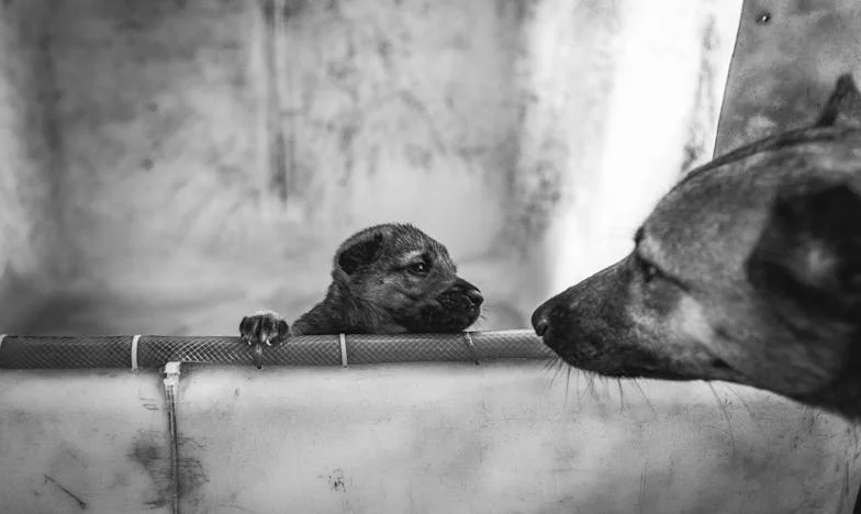 Taina care a spart liniștea: Povestea unei familii românești