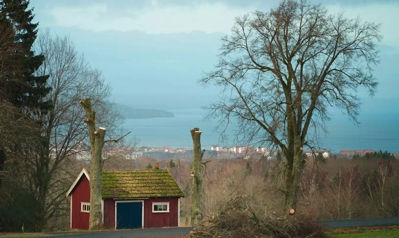 Umbra trădării peste gard: Povestea unei încrederi pierdute