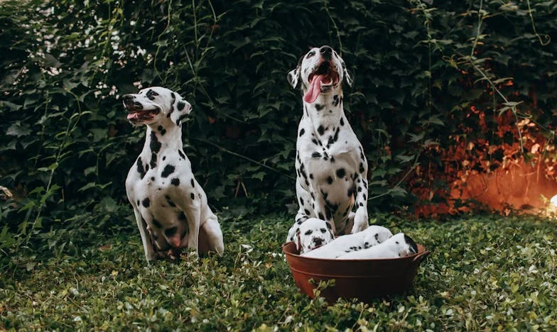 Zamă schimbate, suflete frânte: Povestea unei familii destrămate de visurile altcuiva