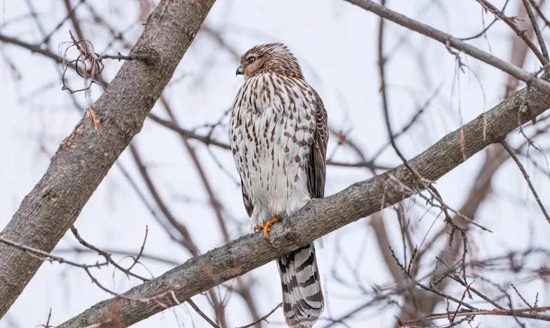 Adevărul din spatele ușii închise