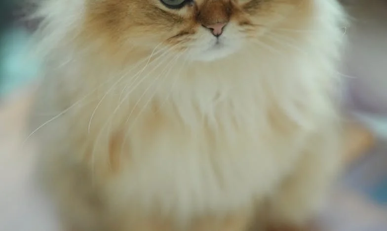 Falia dintre noi: Cum am învățat să fiu independentă după divorț