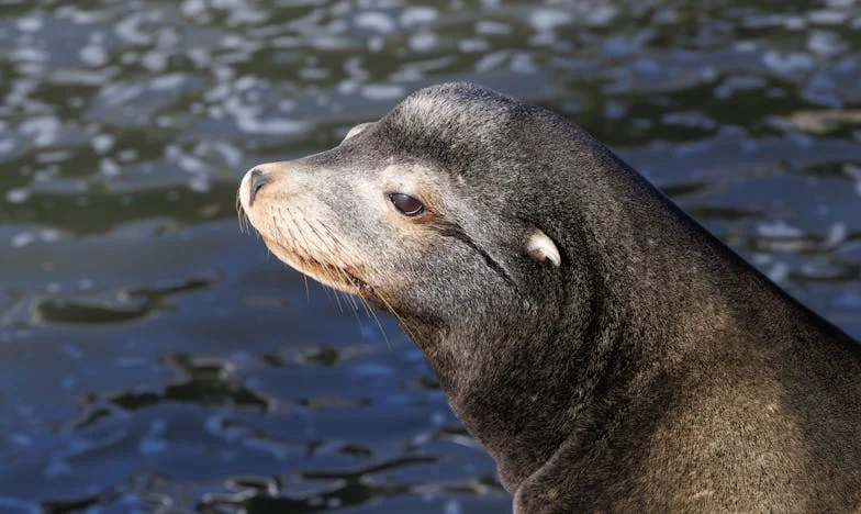 Între datorie și demnitate: Când soacra m-a transformat în dușman