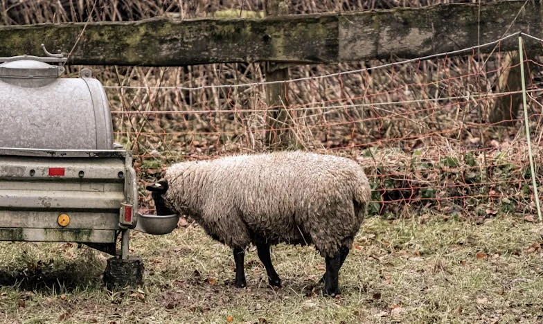 Între două lumi: Povestea mea despre dragoste, familie și credință
