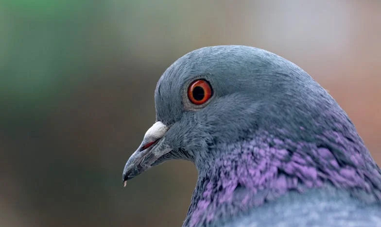 Între masa de Crăciun și demnitate: Povestea unei nurori românce care a spus „ajunge”