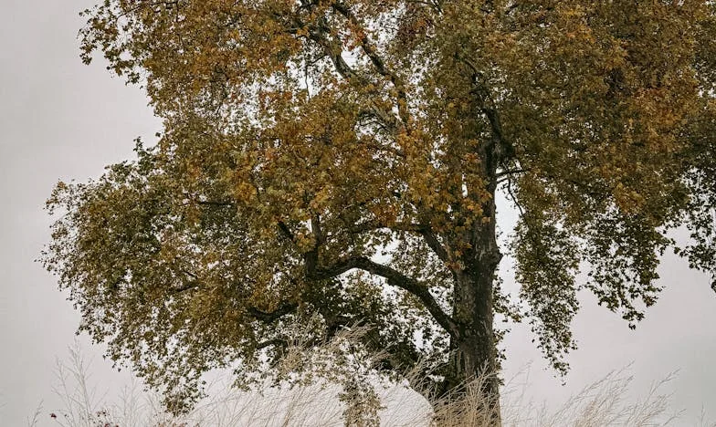 Pământul neroditor și rădăcinile noastre frânte