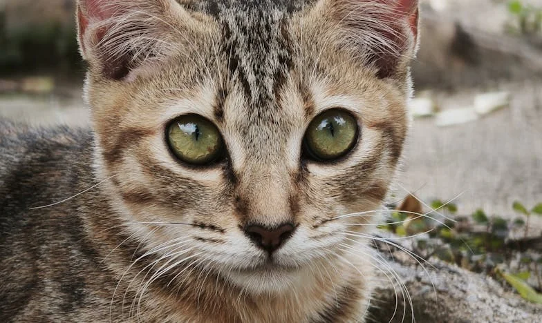 Prețul loialității – Povestea unei fiice între datorie și trădare