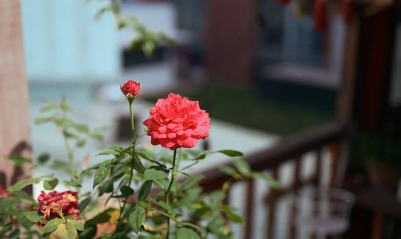 Străinul de la ușa mea: Adevărul pe care familia mea nu l-a vrut niciodată