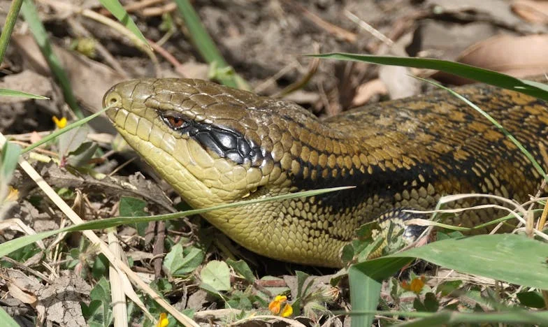 Ultima picătură – O poveste despre loialitate și granițele familiei