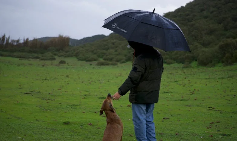 Zâmbetul pierdut: Povestea fratelui meu dispărut