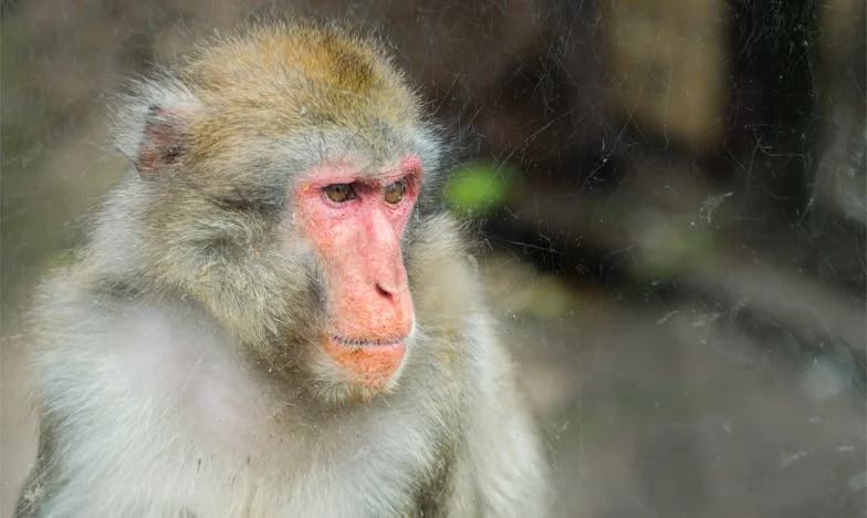 Între două lumi: Povestea mea despre sacrificiu și regăsire