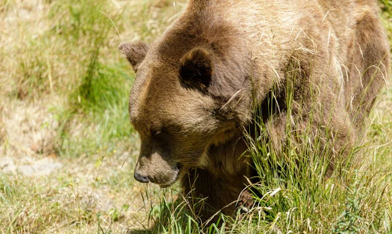 Tăcerea din spatele ușilor: Povestea unei mame românce rătăcite între două lumi