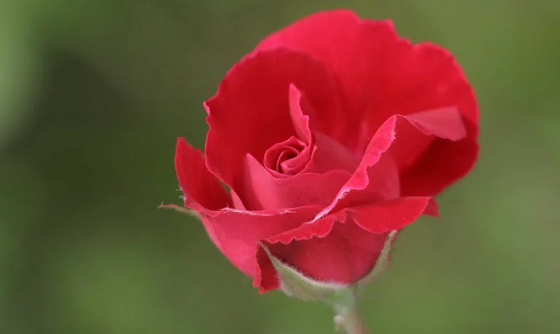 Am trăit pentru ceilalți și m-am uitat pe mine: Povestea unei soacre care s-a pierdut pe drum