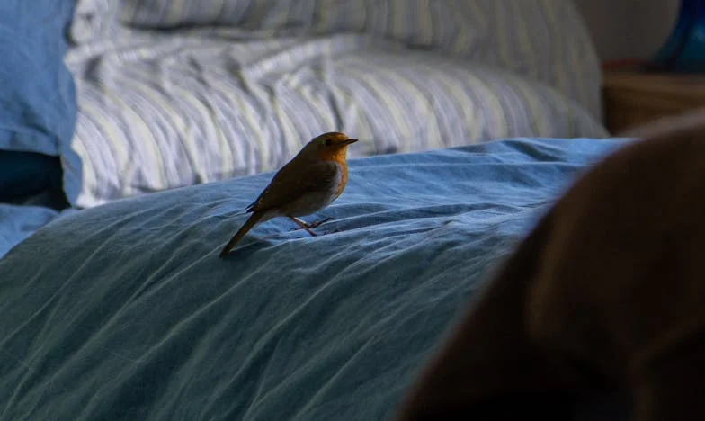 Između krvi i ponosa: Moje mesto u porodici