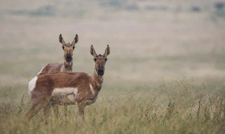Povratak u bakinu kuću – gde sada žive drugi