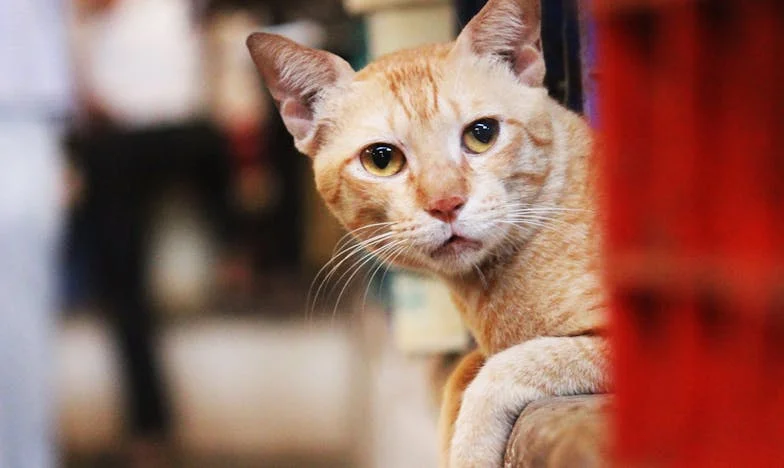 Kada ti brat i snaja uzmu dom: Priča o gubitku sopstvenog mesta pod suncem