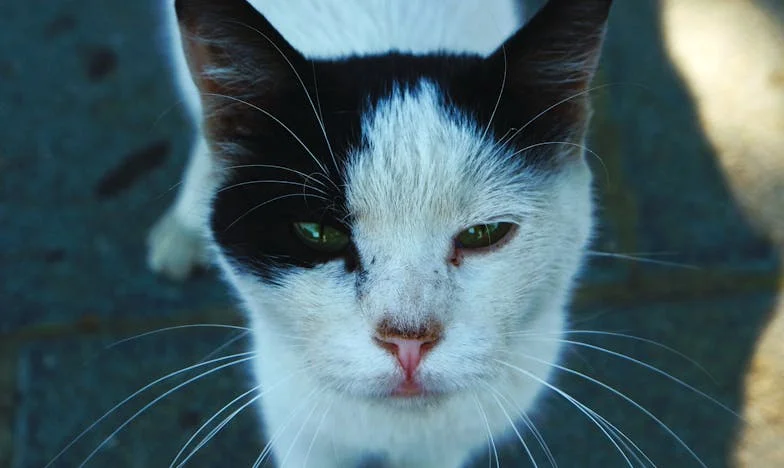 Chůva, která změnila náš domov: Příběh jedné rodiny z Prahy