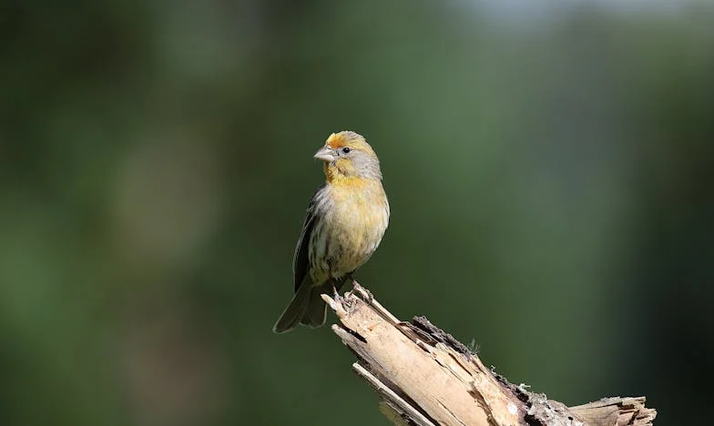 Když jsem poprvé slyšel jeho ticho: Příběh o přijetí, odvaze a hledání rodiny