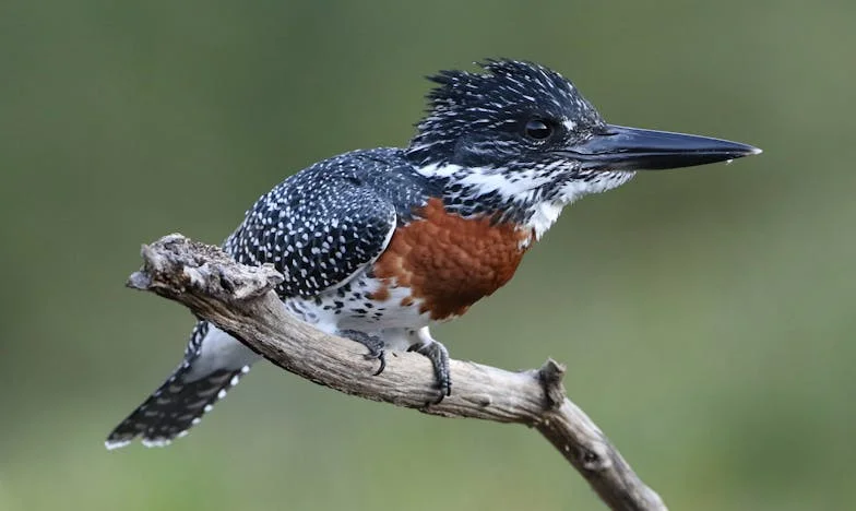 Když láska nestačí: Příběh ženy, která ztratila samu sebe